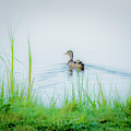 In The Ducks Wake by Sharon Mayhak In The Ducks Wake by Sharon Mayhak