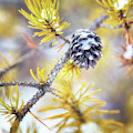 In the Pines Photograph by Becqi Sherman In the Pines Photograph by Becqi Sherman