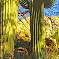 In the Shadow of Saguaros Photograph by Judy Kennedy In the Shadow of Saguaros Photograph by Judy Kennedy