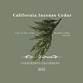 Incense Cedar - white text Digital Art by Lisa Redfern Incense Cedar - white text Digital Art by Lisa Redfern