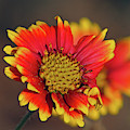 Indian Blanket Photograph by Michael Allard Indian Blanket Photograph by Michael Allard