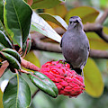 Indignant Gray Catbird Having Breakfast Photograph by Linda Stern Indignant Gray Catbird Having Breakfast Photograph by Linda Stern