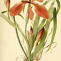 Iris Cuprea Copper Iris. Mixed Media by Unknown Iris Cuprea Copper Iris. Mixed Media by Unknown