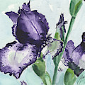 Iris by Galen Hazelhofer Iris by Galen Hazelhofer