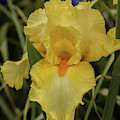 Iris in Yellow by E Faithe Lester
