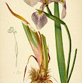 Iris Versicolor Blue Flag Mixed Media by L Prang Iris Versicolor Blue Flag Mixed Media by L Prang