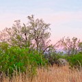 Ironwood Trees After Sundown Photograph by Judy Kennedy Ironwood Trees After Sundown Photograph by Judy Kennedy