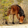 Itchy Monkey Photograph by Donna Twiford Itchy Monkey Photograph by Donna Twiford