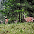 I've Been Spotted Photograph by Michael Frank I've Been Spotted Photograph by Michael Frank