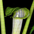 Jack In The Pulpit Photograph by Meta Gatschenberger Jack In The Pulpit Photograph by Meta Gatschenberger