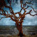 Jekyll's Driftwood Beach at High Tide Photograph by DB Hayes Jekyll's Driftwood Beach at High Tide Photograph by DB Hayes