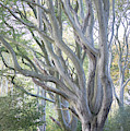 Jenny's Tree Photograph by Anita Nicholson Jenny's Tree Photograph by Anita Nicholson