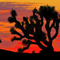 Joshua Tree at Sunset Photograph by Jeff Goulden Joshua Tree at Sunset Photograph by Jeff Goulden