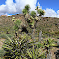 Joshua Tree by Christiane Schulze Art And Photography Joshua Tree by Christiane Schulze Art And Photography