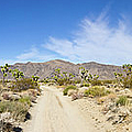 Joshua Tree National Park Photograph by Esslingerphoto.com