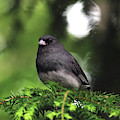 Junco Portrait Photograph by Jennifer Robin Junco Portrait Photograph by Jennifer Robin
