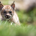 Keeping a watchful eye. Photograph by Rudy Viereckl