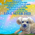 Tia Love Never Dies by Kate McGahan Tia Love Never Dies by Kate McGahan