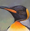 King Penguin Portrait by Alan M Hunt by Alan M Hunt