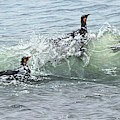 King Penguins Swimming in the Waves by Alan M Hunt