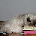 Knap Time for Kitty by Chuck Shafer Knap Time for Kitty by Chuck Shafer