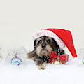 Koby's christmas ornaments 2018 by Kim Mobley