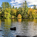 Lacamas Lake Nature Panorama Camas Washington, Usa by Panoramic Images Lacamas Lake Nature Panorama Camas Washington, Usa by Panoramic Images