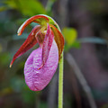 Lady Slipper Orchid Photograph by Meta Gatschenberger Lady Slipper Orchid Photograph by Meta Gatschenberger