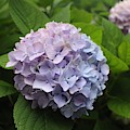 Lavender Hydrangea, Cape May Photograph by Christopher Lotito Lavender Hydrangea, Cape May Photograph by Christopher Lotito