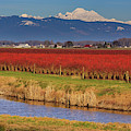 Layer Cake Photograph by Briand Sanderson Layer Cake Photograph by Briand Sanderson