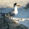 Least Tern Eggs Photograph by Susan Rissi Tregoning Least Tern Eggs Photograph by Susan Rissi Tregoning