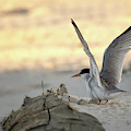 Least Tern Landing Photograph by Susan Rissi Tregoning Least Tern Landing Photograph by Susan Rissi Tregoning