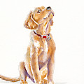 Leave It, Charlie - Labrador Retriever Puppy Painting by Debra Hall Leave It, Charlie - Labrador Retriever Puppy Painting by Debra Hall