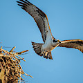 Leaving The Nest Photograph by Cathy Kovarik Leaving The Nest Photograph by Cathy Kovarik