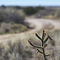 Left at Albuquerque Photograph by Robert WK Clark Left at Albuquerque Photograph by Robert WK Clark