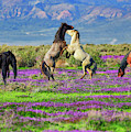 Let's Dance Photograph by Greg Norrell Let's Dance Photograph by Greg Norrell