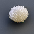 Leukocyte, Sem Photograph by Meckes/ottawa Leukocyte, Sem Photograph by Meckes/ottawa
