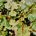 Lichen Photograph by Meta Gatschenberger Lichen Photograph by Meta Gatschenberger