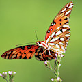 Life in Balance Photograph by Michael Allard Life in Balance Photograph by Michael Allard