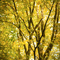 Light in the leaves Photograph by Philippe Sainte-Laudy Light in the leaves Photograph by Philippe Sainte-Laudy