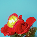 Lighted Rose by C Winslow Shafer Lighted Rose by C Winslow Shafer