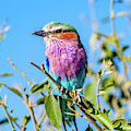 Lilac Breasted Roller Photograph by Marcy Wielfaert Lilac Breasted Roller Photograph by Marcy Wielfaert