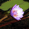 Lily Enjoying the Sunlight by John Lautermilch Lily Enjoying the Sunlight by John Lautermilch