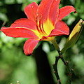 Lily Photograph by Misty Morehead Lily Photograph by Misty Morehead