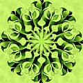 Lily of the Valley Photograph by Minnie Gallman Lily of the Valley Photograph by Minnie Gallman