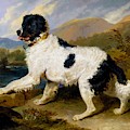 Lion, A Newfoundland Dog - Digital Remastered Edition by Edwin Henry Landseer Lion, A Newfoundland Dog - Digital Remastered Edition by Edwin Henry Landseer