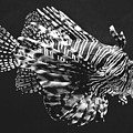Lionfish Photograph by Lucie Dumas Lionfish Photograph by Lucie Dumas