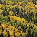Little Cottonwood Fall Color - Alta, Utah Photograph by Brett Pelletier Little Cottonwood Fall Color - Alta, Utah Photograph by Brett Pelletier