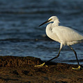 Little Egret Egretta garzetta La Caleta Beach Cadiz Photograph by Pablo Avanzini Little Egret Egretta garzetta La Caleta Beach Cadiz Photograph by Pablo Avanzini