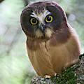 Little Owl Photograph by Wesley Aston Little Owl Photograph by Wesley Aston